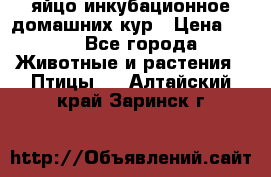 яйцо инкубационное домашних кур › Цена ­ 25 - Все города Животные и растения » Птицы   . Алтайский край,Заринск г.